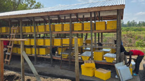 Apiary set up and Management